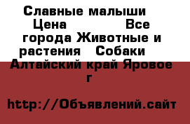 Славные малыши! › Цена ­ 10 000 - Все города Животные и растения » Собаки   . Алтайский край,Яровое г.